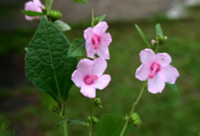Urena lobata WII Biodiversity