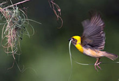 Baya weaver WII Biodiversity