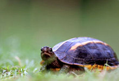 Tricarinate hill turtle WII Biodiversity
