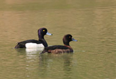 Tufted Duck WII Biodiversity