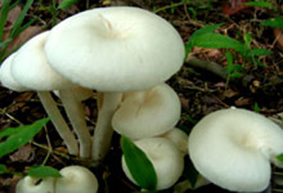 Fungus WII Biodiversity