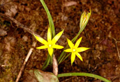 Hypoxis aurea WII Biodiversity