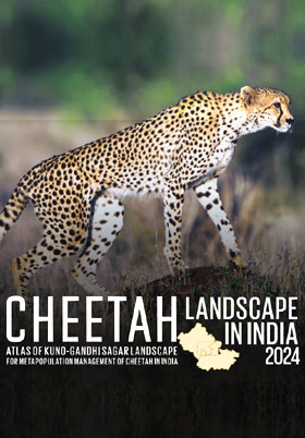 Cheetah landscape in India