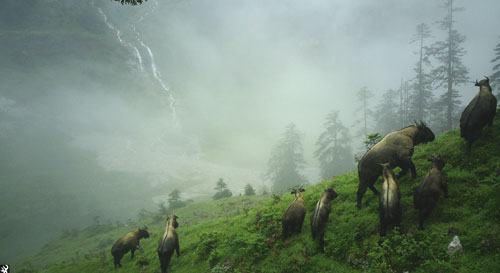 Endangered Species Management