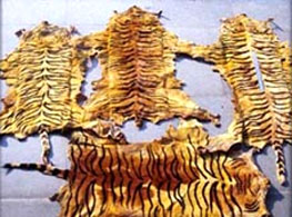 Fake tiger skin Fake tiger skin