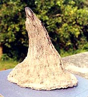 Rhino horn Rhino horn