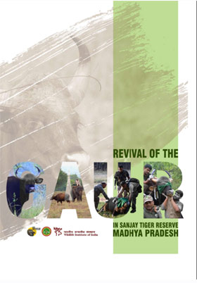 Revival of the Gaur in Sanjay Tiger Reserve, Madhya Pradesh – Technical Report