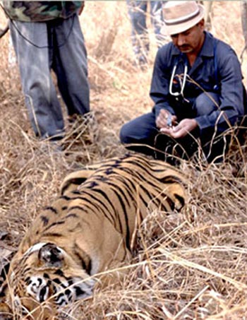 Wildlife Health Management