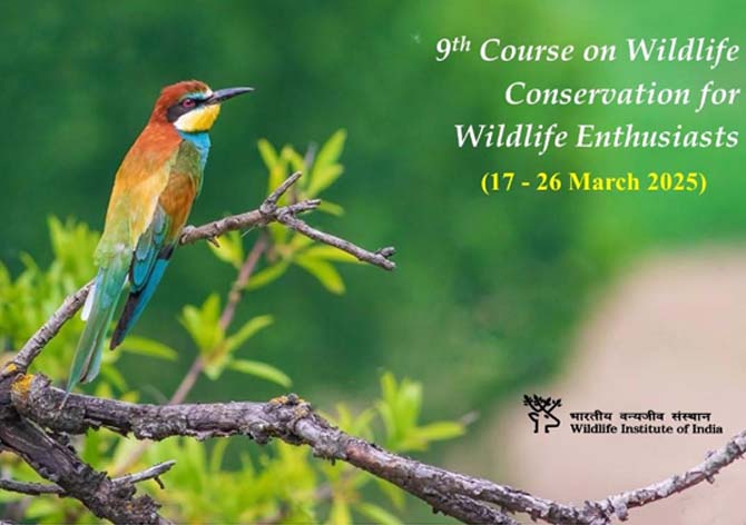 Wildlife Conservation for Wildlife Enthusiasts
