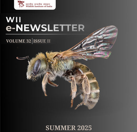 WII E-Newsletter (Summer 2025)